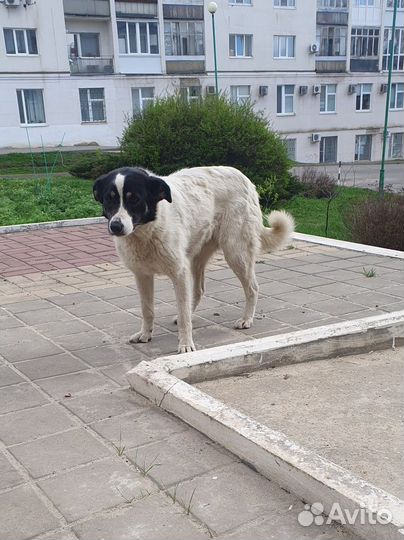 Собака Полина ищет дом