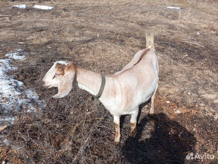 Продаются а/н козы
