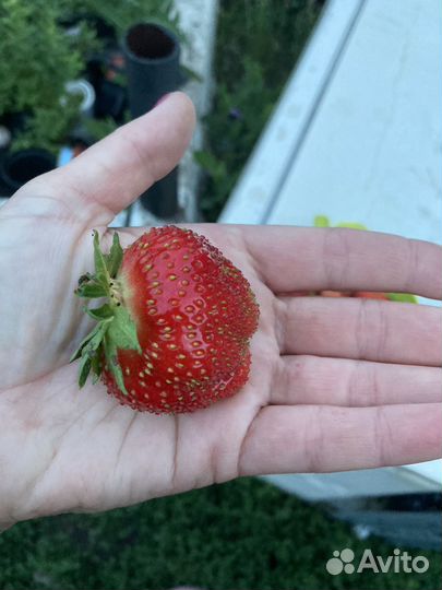 Рассада клубники с окс