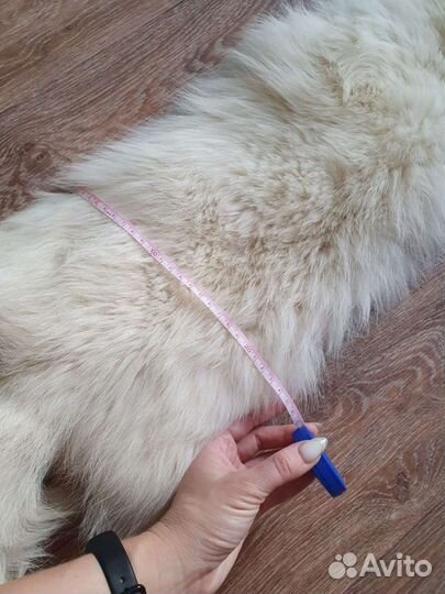 Шкура полярной лисы