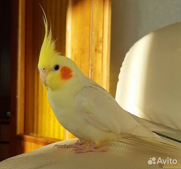 Попугай Корелла с клеткой