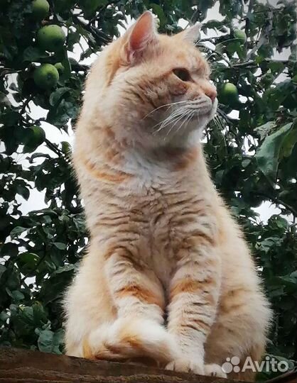 Котику нужен дом