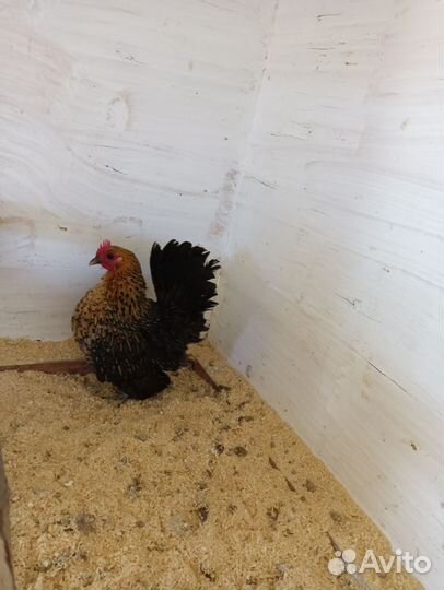 Малазийская серама