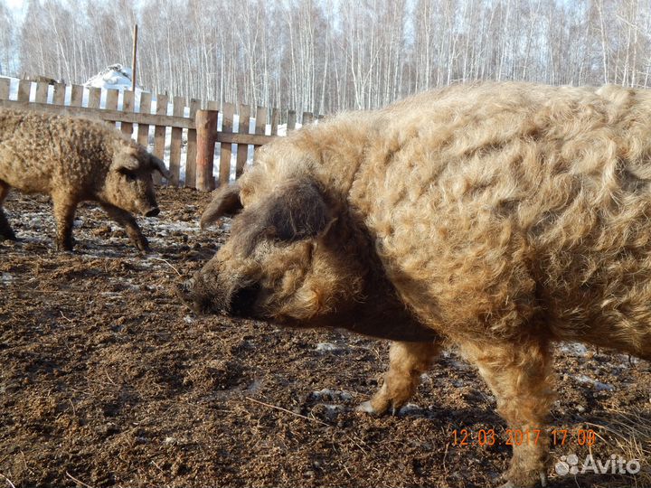 Хряки венгерской мангалицы