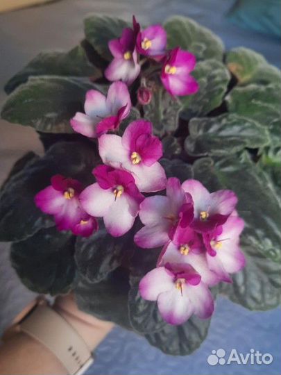 Молодые розетки фиалки Крем де ла Крем Черри