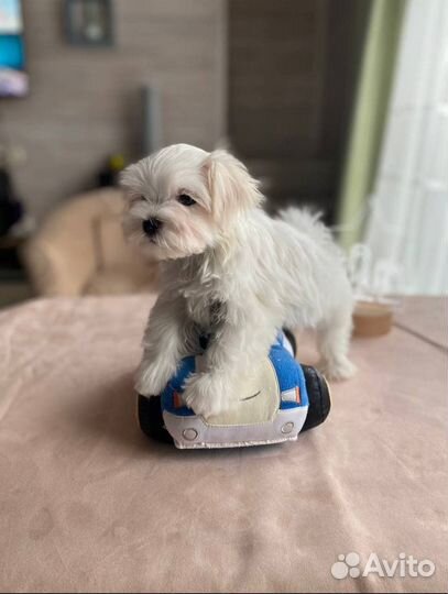 Щенок мальтезе