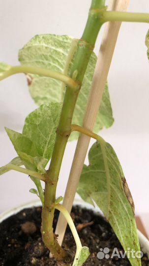 Фикус септика голд