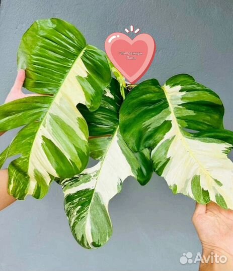 Эпипремнум Лава