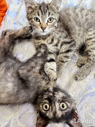 Котята в добрые руки приучены к лотку