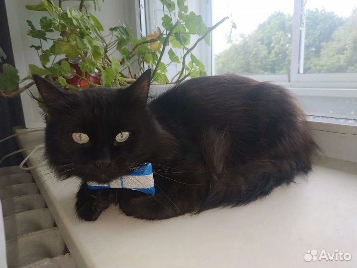 Чёрик ищет дом