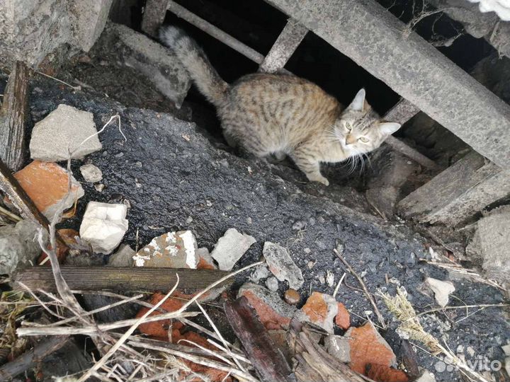 Кошечка в добрые руки