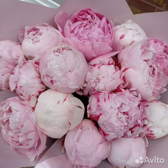 Пионы Сара Бернар