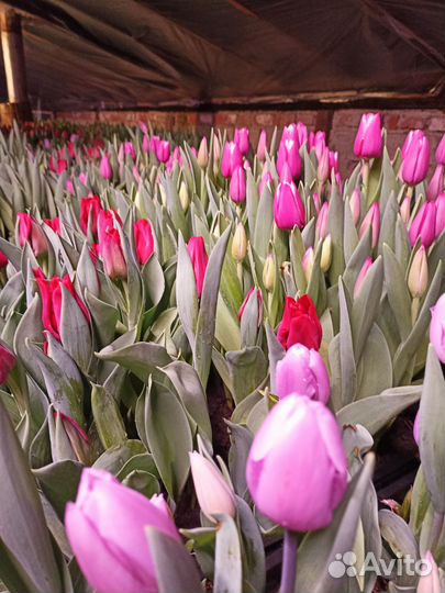 Тюльпаны в Армавире