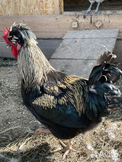 Молодые петухи