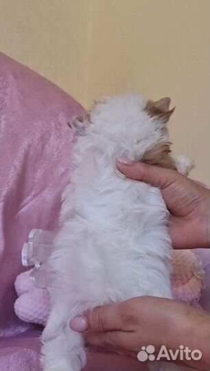 Голдаст йорк