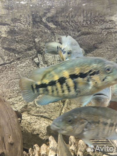 Отдам бесплатно