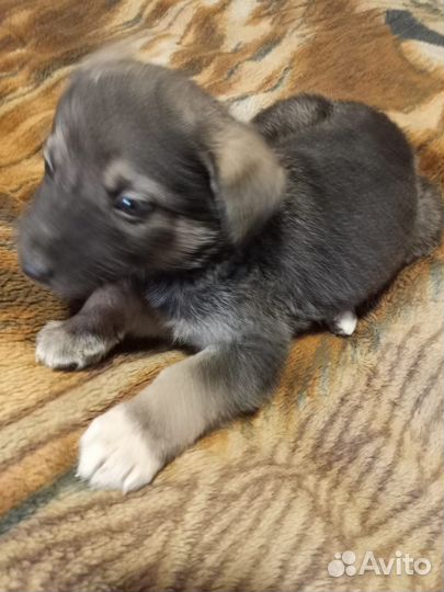 Щенки ищут дом