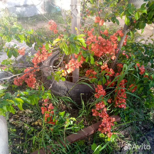 Айва китайская ягоды,саженцы