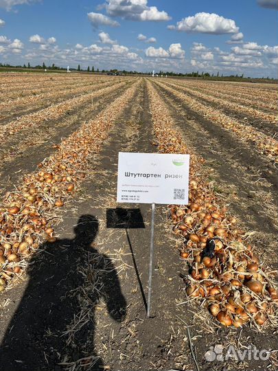 Семена лука репчатого Стурон