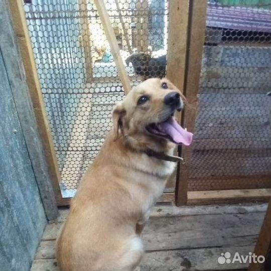 Собака Рэм, 4 года, добрый, наивный и озорной