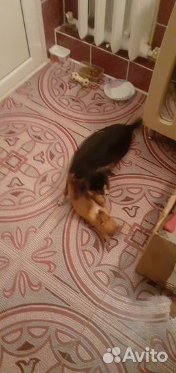 Щенки той-терьер