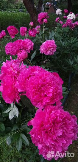 Пион травянистый продаю