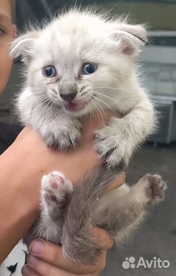 Котята. Девчонки пушистики. Дагестан. Регионы