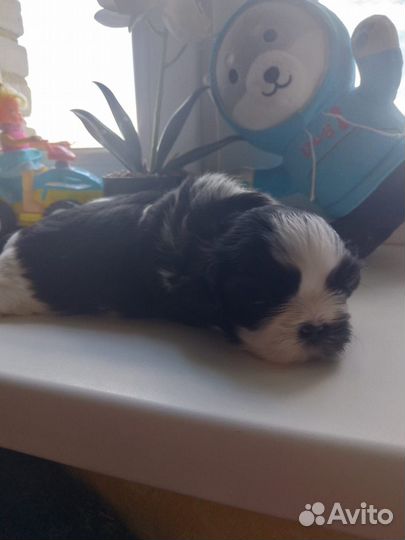 Собака ши-тцу