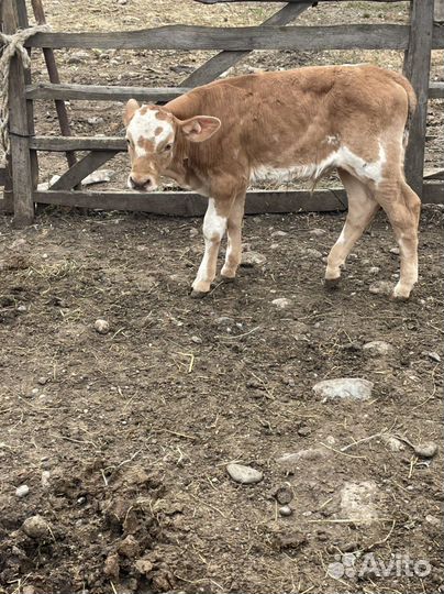 Телята бычки и телочки
