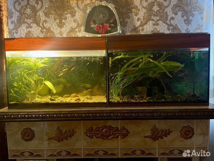 Аквариумы с рыбками и оборудованием