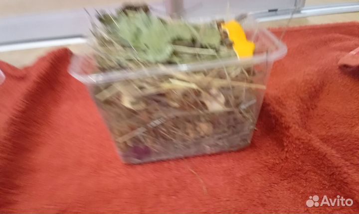 Копошилка для попугая хомяка морской свинки