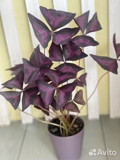 Оксалис (кислица)