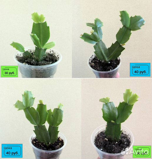 Декабрист (Шлюмбергера)