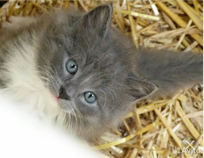 Котёнок мальчик от родителей мышеловов