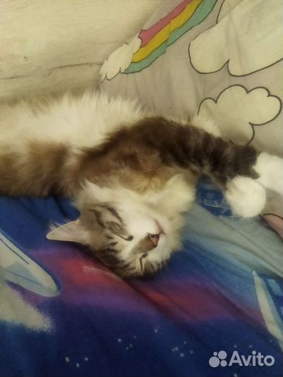 Потерялся кот