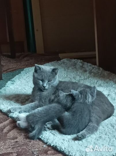 Кошка в дар бесплатно