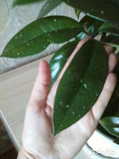 Хойя видовая Curtisii, Wayetii Комнатные цветы