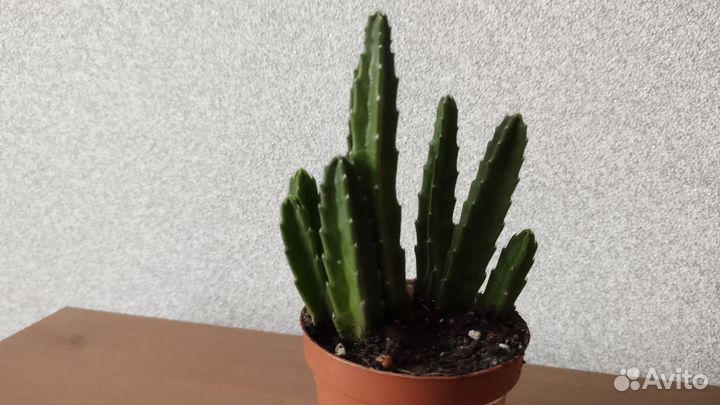 Стапелия крупноцветковая