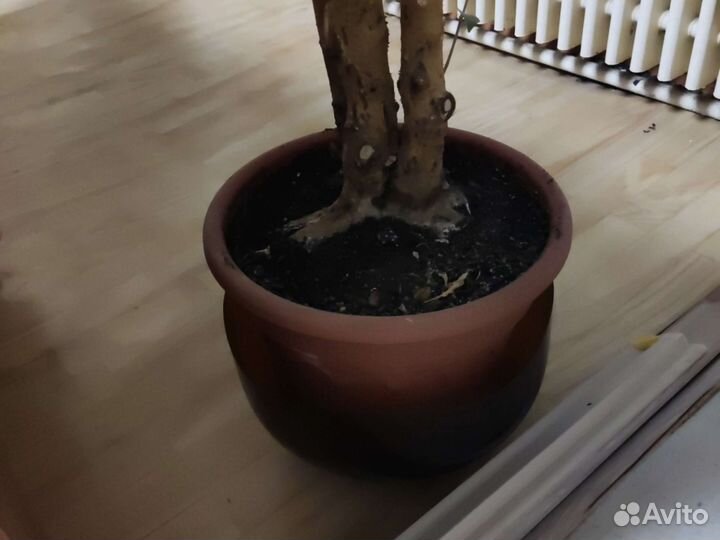 Фикус бенджамина большой