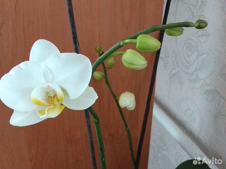 Орхидея фаленопсис белая