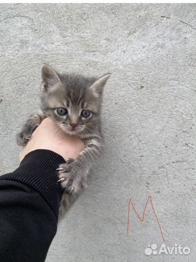 Котята в добрые руки бесплатно