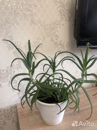 Алоэ на срез, 3 больших отростка