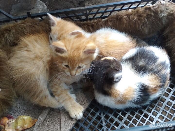 Кошки в добрые руки