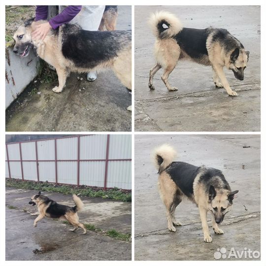 Собака в добрые руки отдам бесплатно