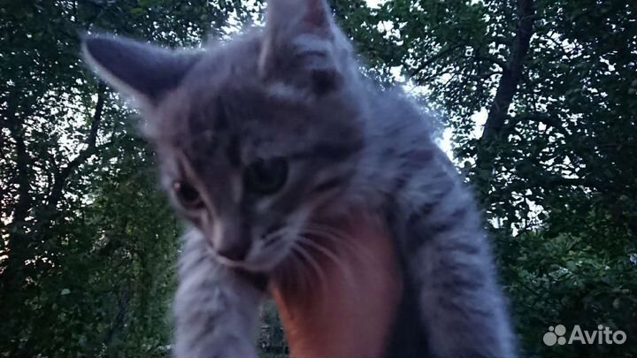 Котята мальчики ищут дом