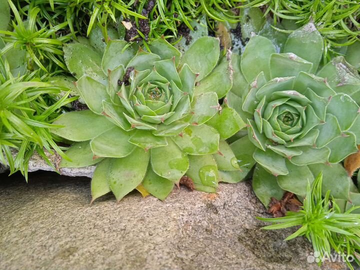 Молодило каменная роза