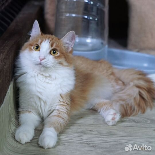 Шарлотта, 1 год