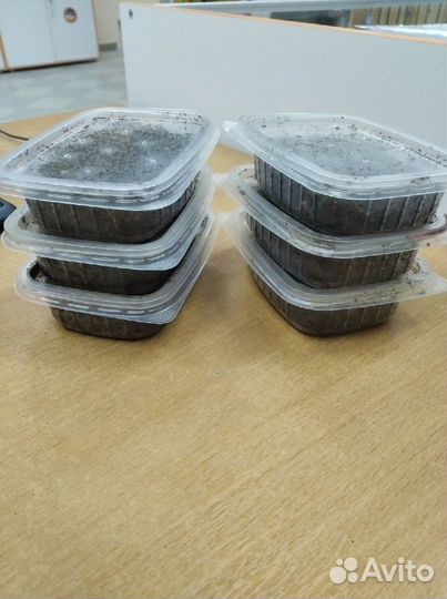 Червь Опарыш