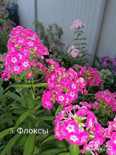 Цветы для сада