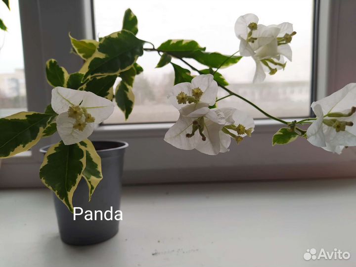 Бугенвиллия